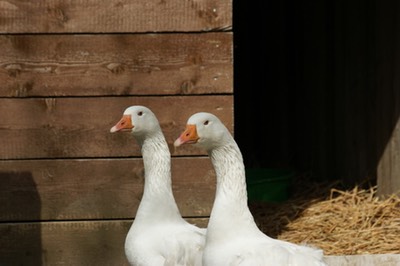 Gans Petersen Ostsee Ferienwohnung